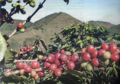 Rota dos Vales e do Café  ES é o segundo maior produtor